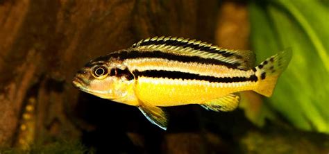 Malawi Golden Cichlid (Melanochromis auratus) .